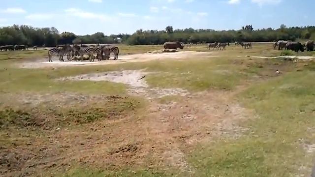 Экскурсия "ЛЬВИНОЕ САФАРИ" - Майами смотреть онлайн