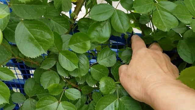 Сорт АНЖЕЛА -флорибунда или плетистая? Тысячи бутонов-ждем ЦВЕТЕНИЯ !!!! 29 мая 2021 года смотреть онлайн