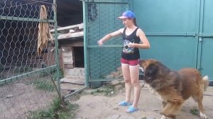 Обучение взрослой собаки заходить в вольер по команде