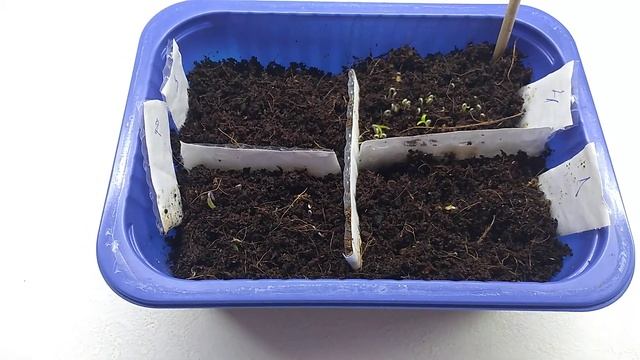 СЕМЕНА Мощно ПРОСНУЛИСЬ. В ЭТОМ ГРУНТЕ семядоли за 4 дня