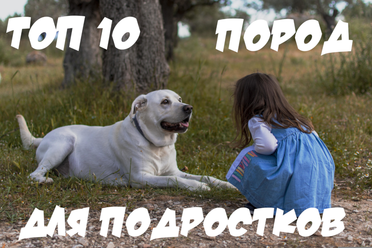 Топ 10 собак для подростков