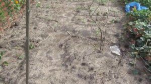 дача48.сидерат люпин однолетний.18.09.18г.green manure Lupin annual.