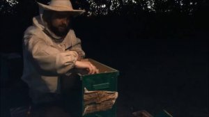 Два роя пчел с одного дерева! Река из пчел заходит/затекает в улей. Пересаживаю пчел ночью.