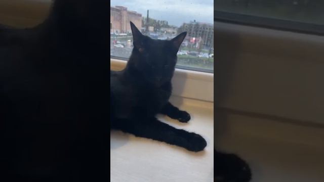 котик Шушик вяленький от противоэпилептического лекарства. Петербург смотреть онлайн