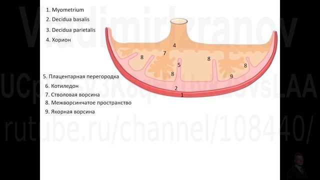 Кровообращение плода. Кровоток в системе мать - плацента - плод.