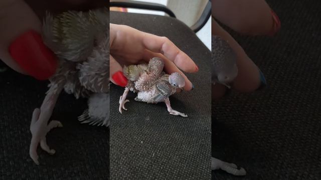 Птенцы волнистых попугаев 🥰🐥🐣🐤🦜 смотреть онлайн
