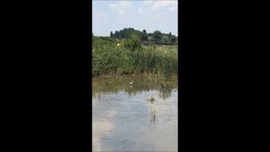 Цапля охотится на лягушек. РЕНИ