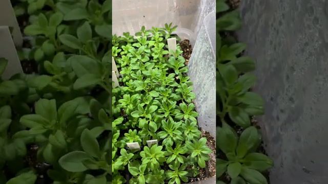 Укоренение калибрахоа за 3 недели смотреть онлайн