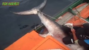 Most Satisfying Hunting Swordfish Skill - Big Catch Swordfish Or Black Marlin Strongest The Sea