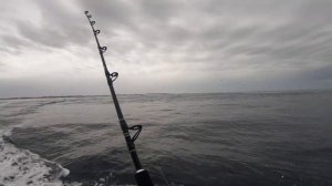 Port Fairy Fishing Looking for tuna