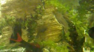 Как оформить угловой аквариум на 180 литров.