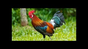 Зачем кукарекают петухи?