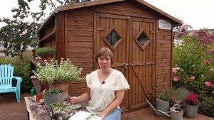 НОВОЕ РАСТЕНИЕ ДЛЯ САДА - бессмертник черешковый или гелихризум❘ Доверяй, но проверяй!