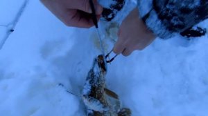 Ловля щуки на мелководье из подольда. Raivola Fishing