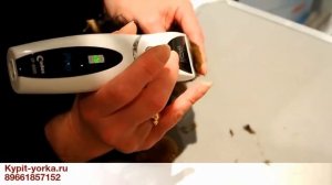 Как брить ушки / Зачем брить ушки йорку / Щенок йорка