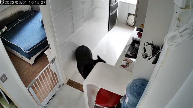 Китаец смог научить своего пса готовить ему еду смотреть онлайн