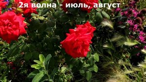 Идеал касной розы найден! Роза Бургунд 81 - значимый юбилей 15 лет - моя первая роза!