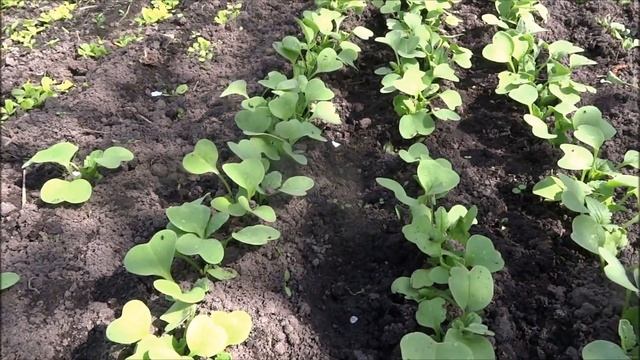 Всходы моркови,капусты,свёклы,редиса,салата через 10 дней смотреть онлайн