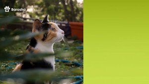 Цвет шерсти кошек влияет на их характер, окрасы кошек и котов