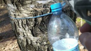 Австралийская пастушья и берёзовый сок в Токсово