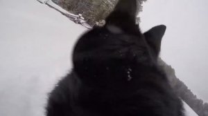 Snow, Dog, and Drone Adventure