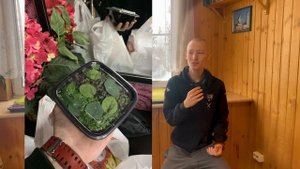 Как продавать микрозелень? В срезе или растущую в боксе?