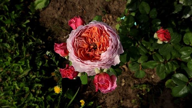 Уникальная роза Айсфогель, нет ни одной похожей из всех моих 460 роз. смотреть онлайн