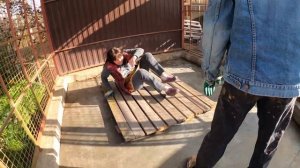 Утепленная будка для АЛАБАЯ за ДВА ДНЯ своими руками || Строим новый дом для Умы