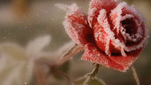 Свежесть бытия - Диван Шамса Тебризи -