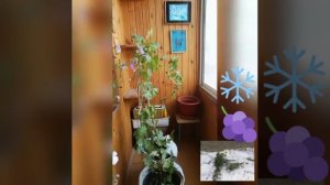 Укрытие винограда на зиму на балконе | Выращивание винограда в Северной полосе России в Якутии