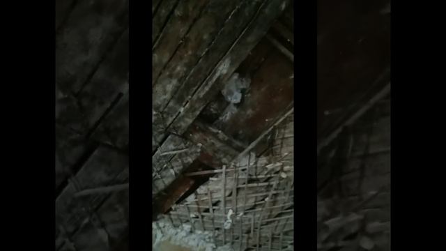 Как залить стяжку в коридоре, разбор и обработка сгнившего потолка на кухне смотреть онлайн