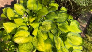 ХОСТЫ ЯРКОГО ОКРАСА. ЖЕЛТО-ЗЕЛЕНЫЕ С ИНТЕРЕСНОЙ ФОРМОЙ ЛИСТЬЕВ. Beautiful hosts in landscape design.