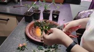 Что делать с розой кордана после покупки