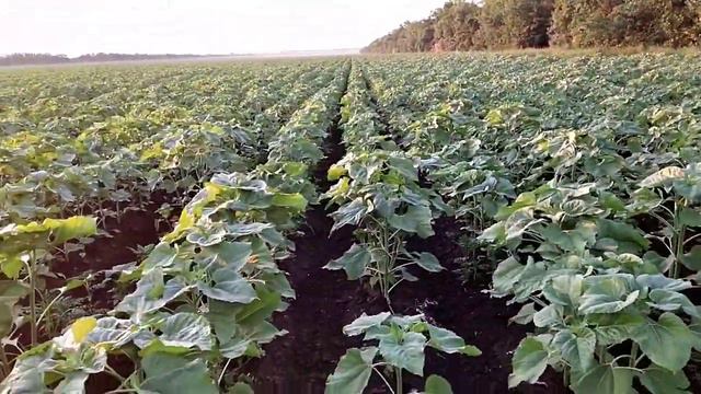 штормовое предупреждение , прошло мимо подсолнечник на 15 июня 2021 г. смотреть онлайн