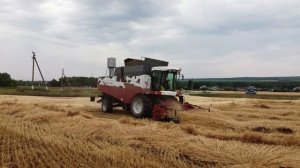 Уборочная 2020. Комбайны Палессе и Акрос на подборе валков