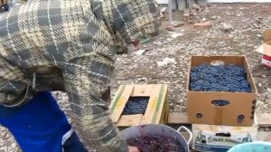 Дробилка винограда своими руками.