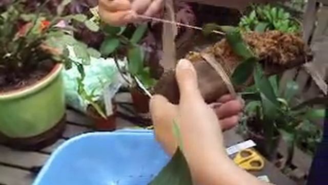 Montage d'orchidée смотреть онлайн