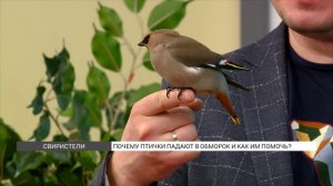 Почему свиристели падают в обморок и как им помочь?