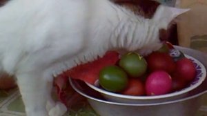кот ворует яйца