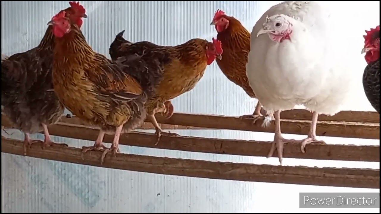 Самая стабильная порода кур. смотреть онлайн