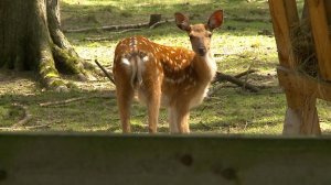 (12+) Краснокнижные животные «Лосиного острова» готовятся встретить аномальную жару