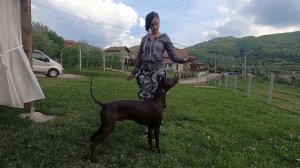 Sit-Down-Stand commands with Xoloitzcuintle. Команды сидеть-лежать-стоять с ксоло.