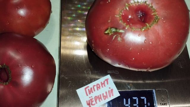 Томаты: Флорентийская красавица и гиганты Сахарный и Чёрный. смотреть онлайн