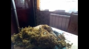 Чёрная бузина.Лечебные свойства ягод и цветов бузины.