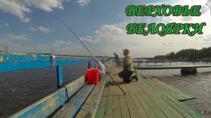 Белоярка. Фидер. Рыбалка с подписчиком. Обмен опытом