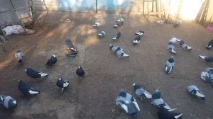 Курские голуби
