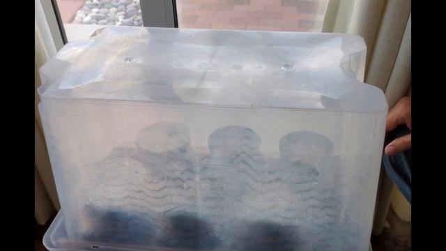 How to Grow Cactus From Seed (Mamillaria, Ariocarpus, Echinocereus and more) смотреть онлайн