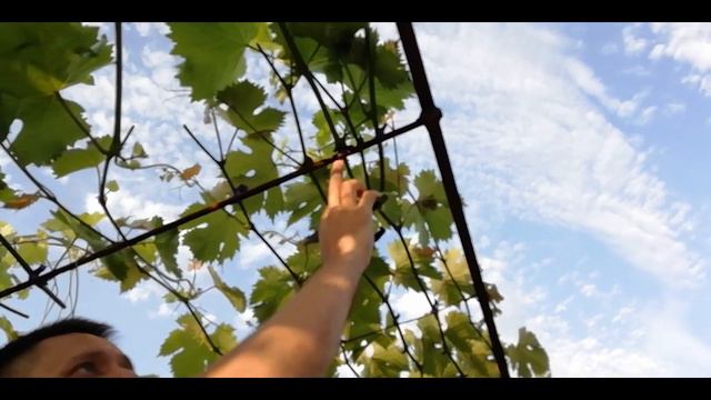 Чиканка винограда смотреть онлайн