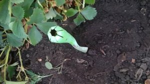 Кусты клубники погибают. От чего и что делать.