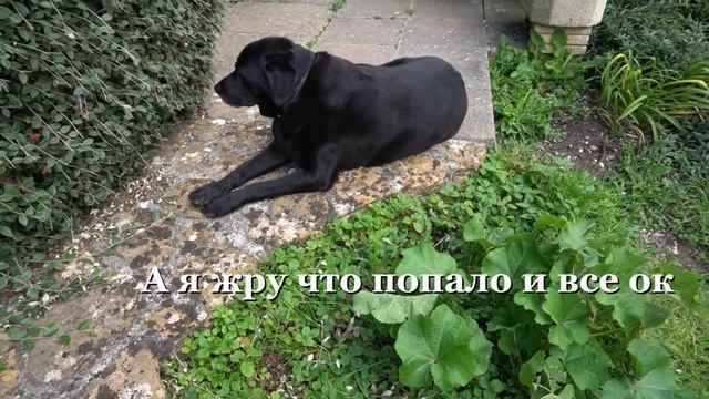 Что вкуснее ? Хори проводят дегустацию смотреть онлайн